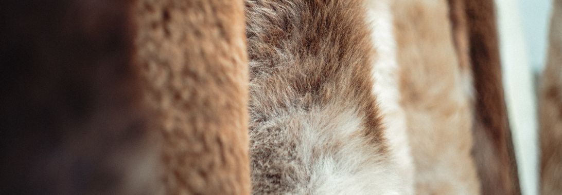 How to Wash a Sheepskin Rug or Throw: Expert Tips for Care and Longevity