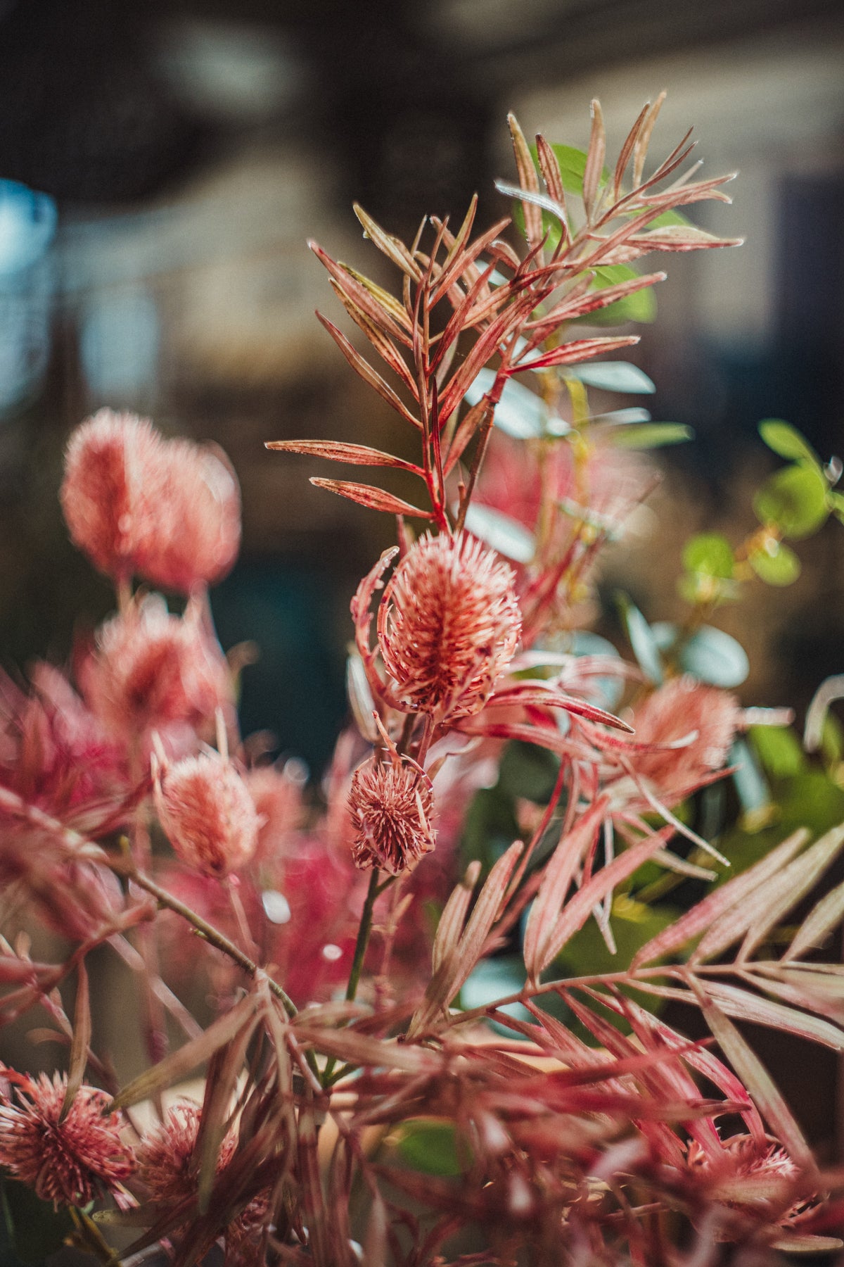 Plants & Flowers