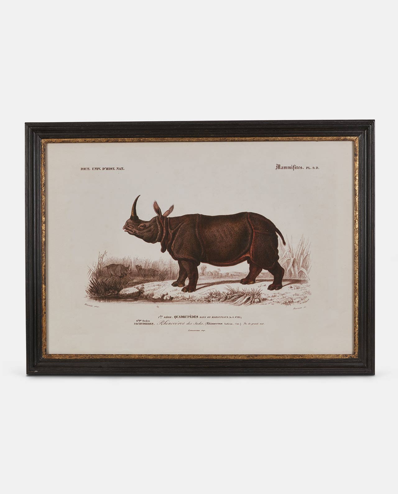 Gold Edged Framed Rhino Print