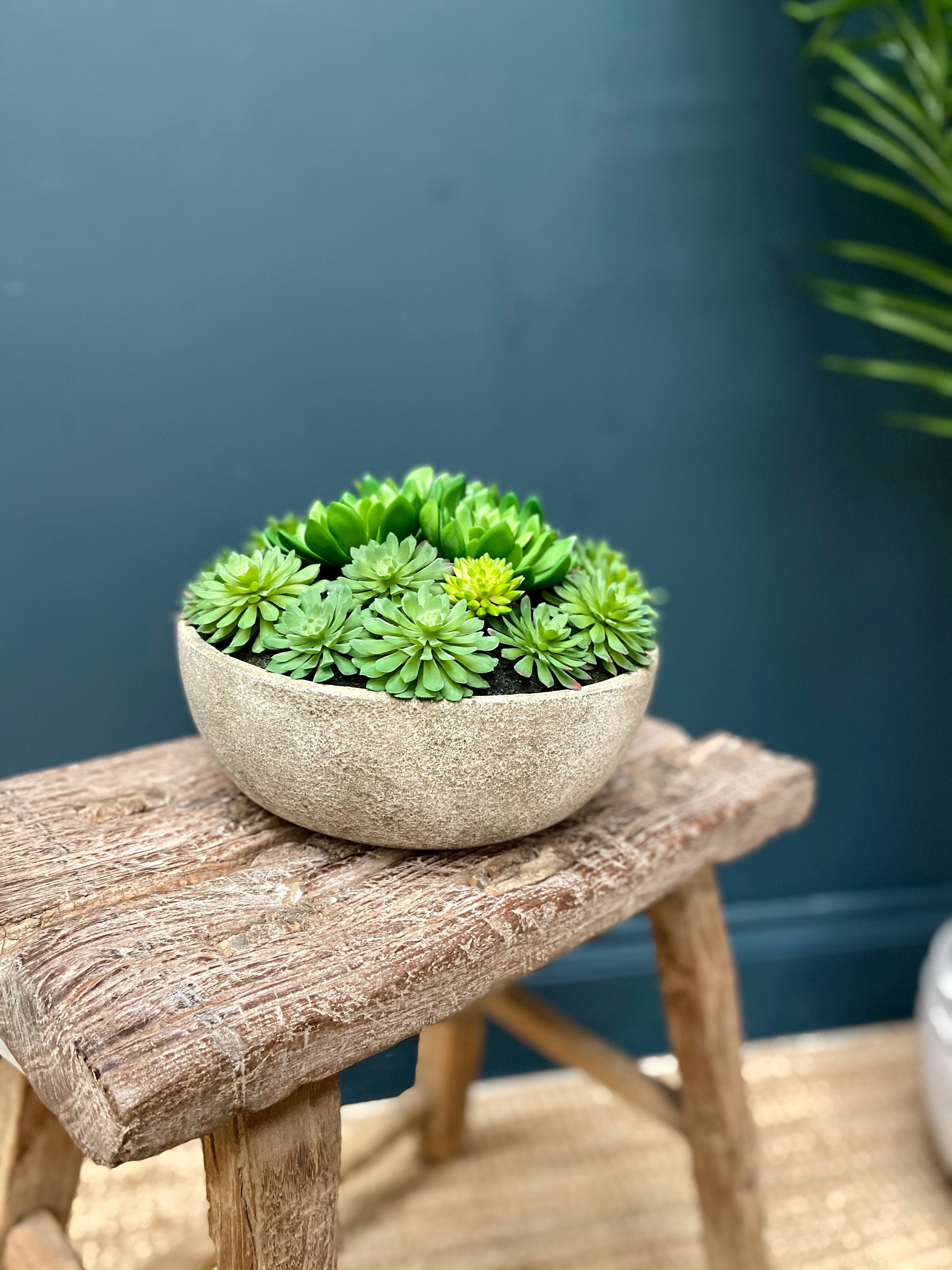 Mixed Echeveria Pot - Large