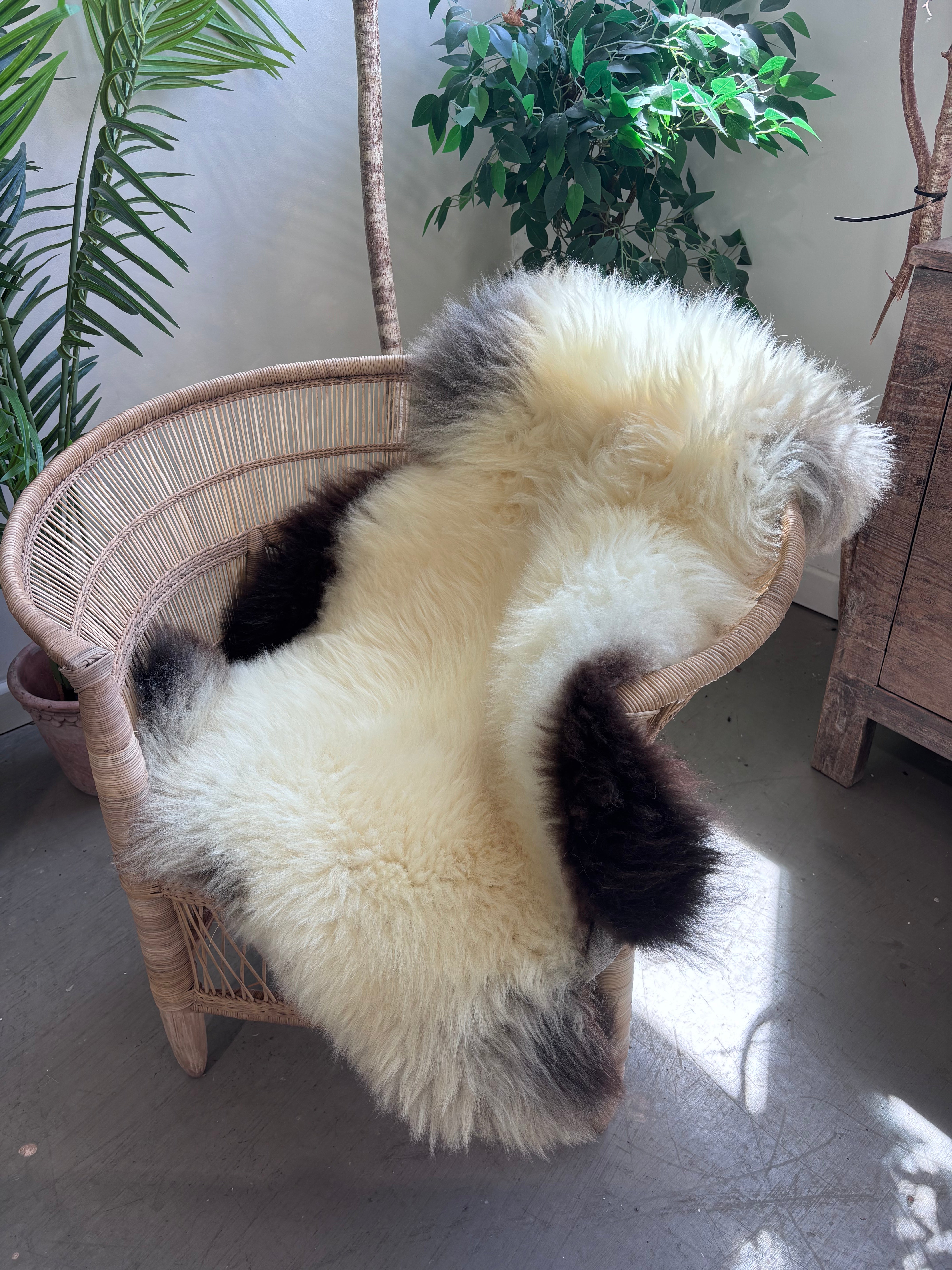 Rare Breed Badger Face Sheepskin