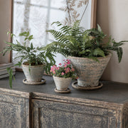 Colerne Planter