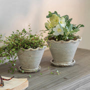 Carden Planter