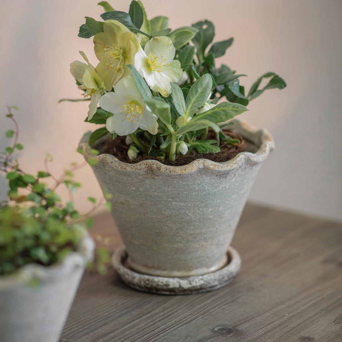 Carden Planter