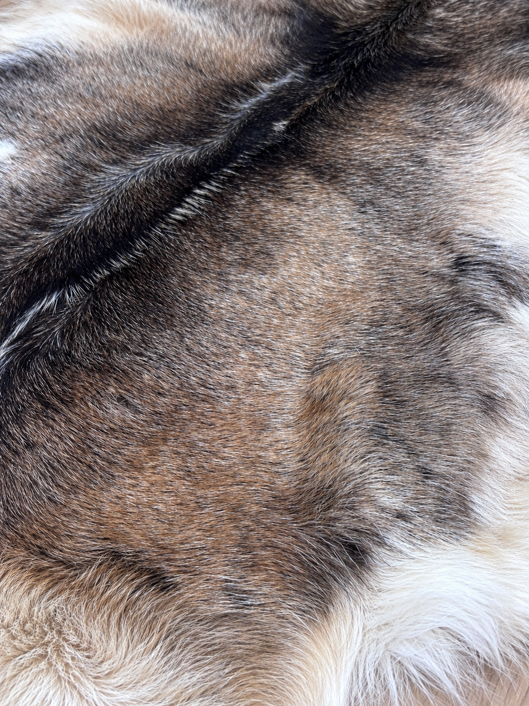 British Rare Breed Goatskin - Large.