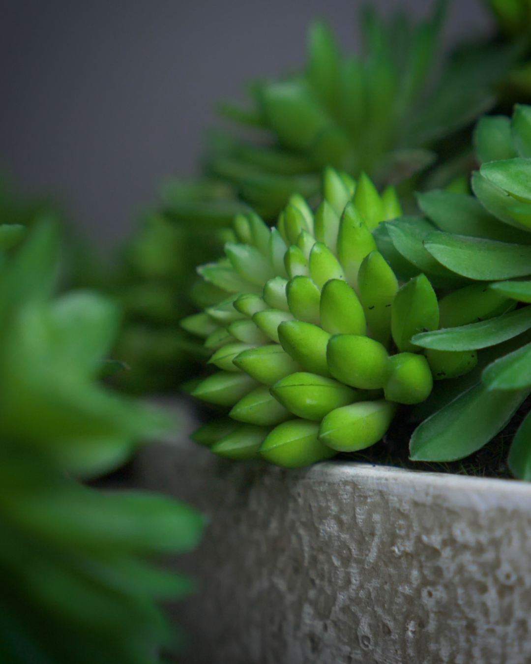 Mixed Echeveria Pot - Medium