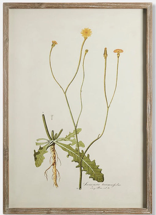 Framed Botanical Prints - Set of 4