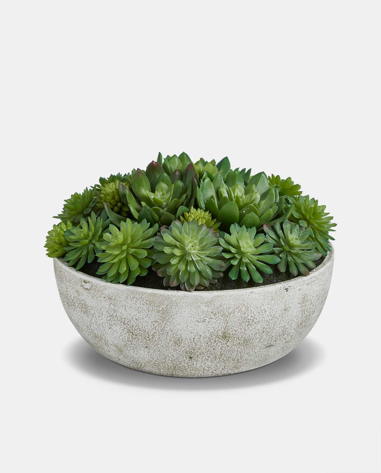 Mixed Echeveria Pot - Large