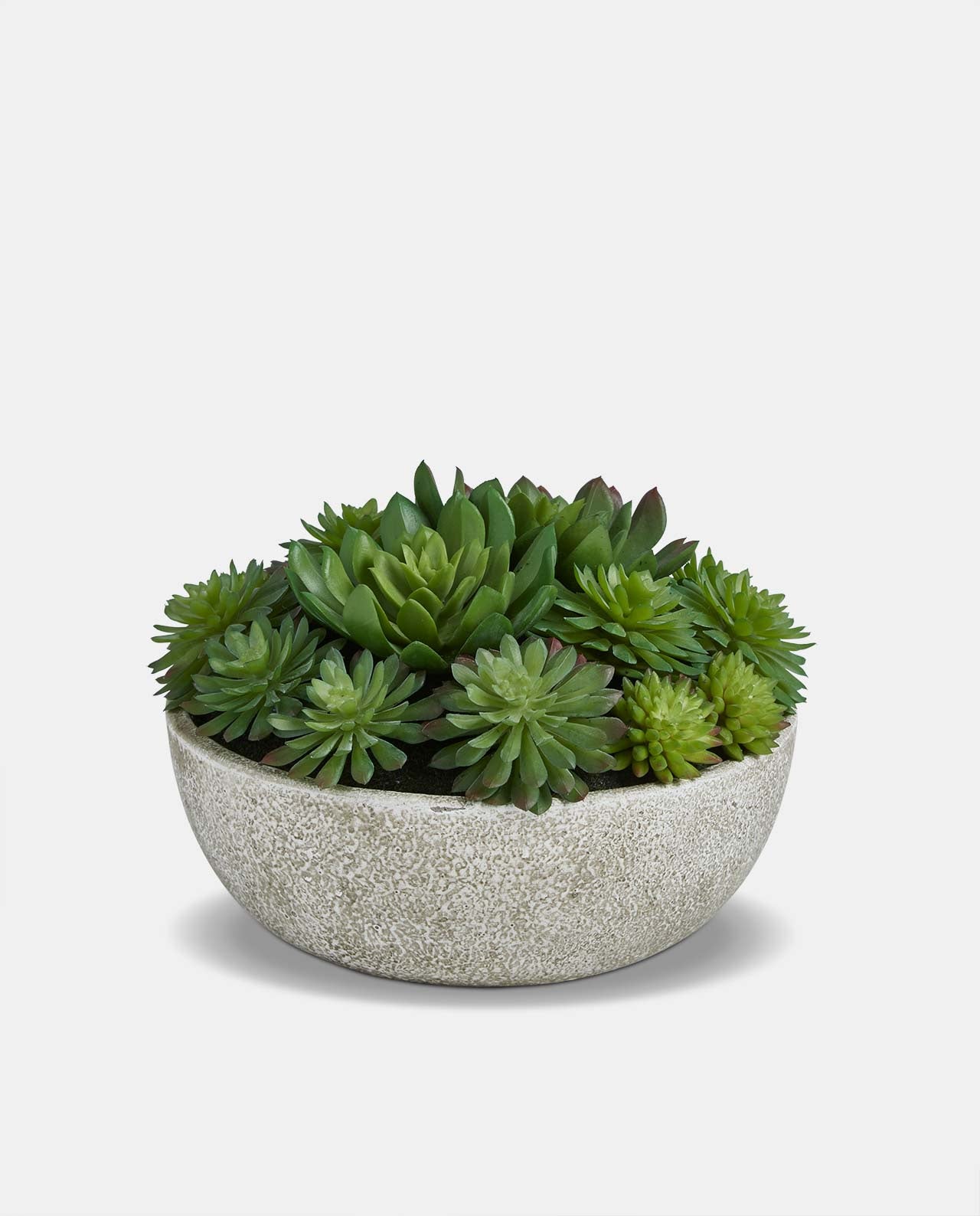 Mixed Echeveria Pot - Medium