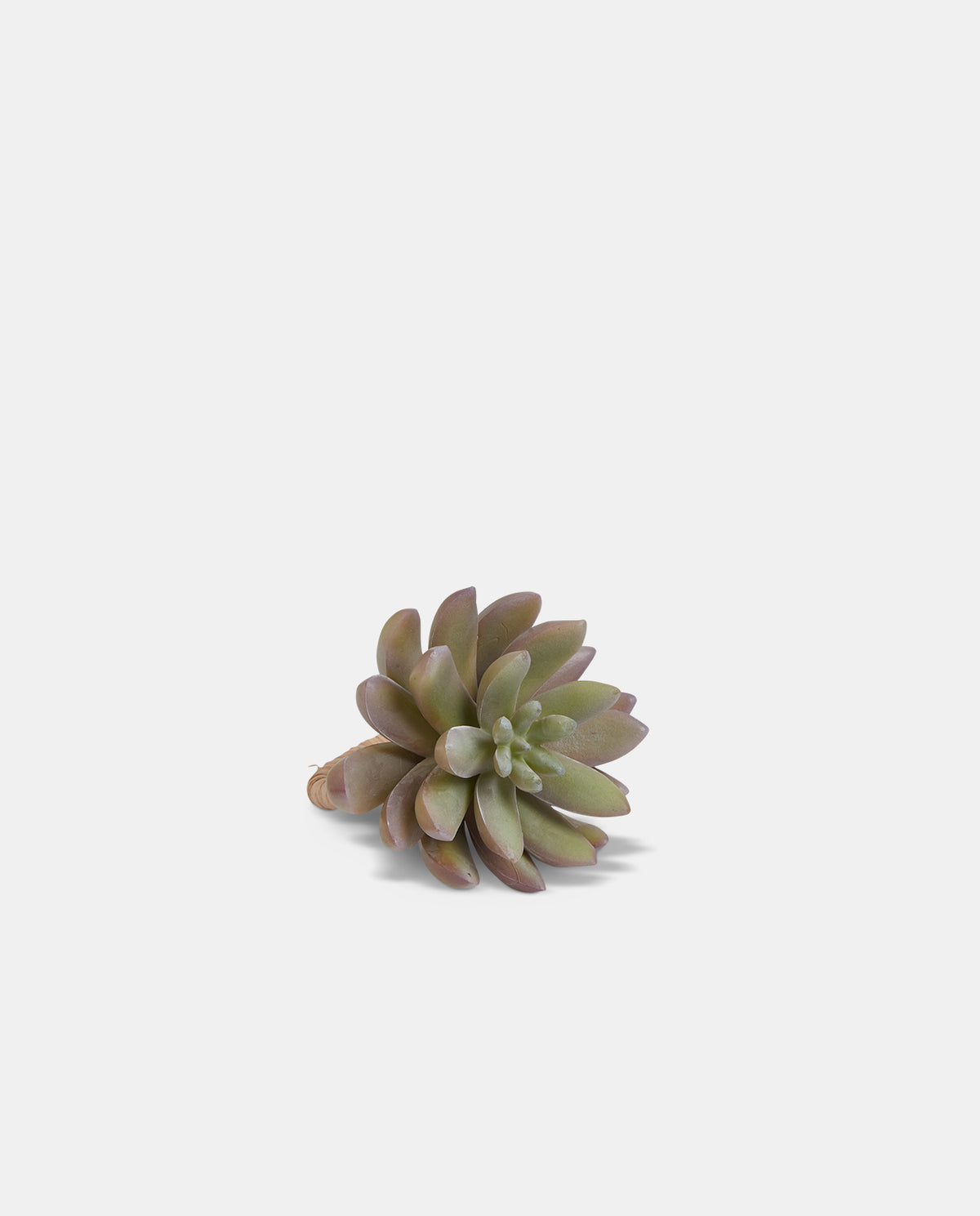 Echeveria Napkin Ring No6