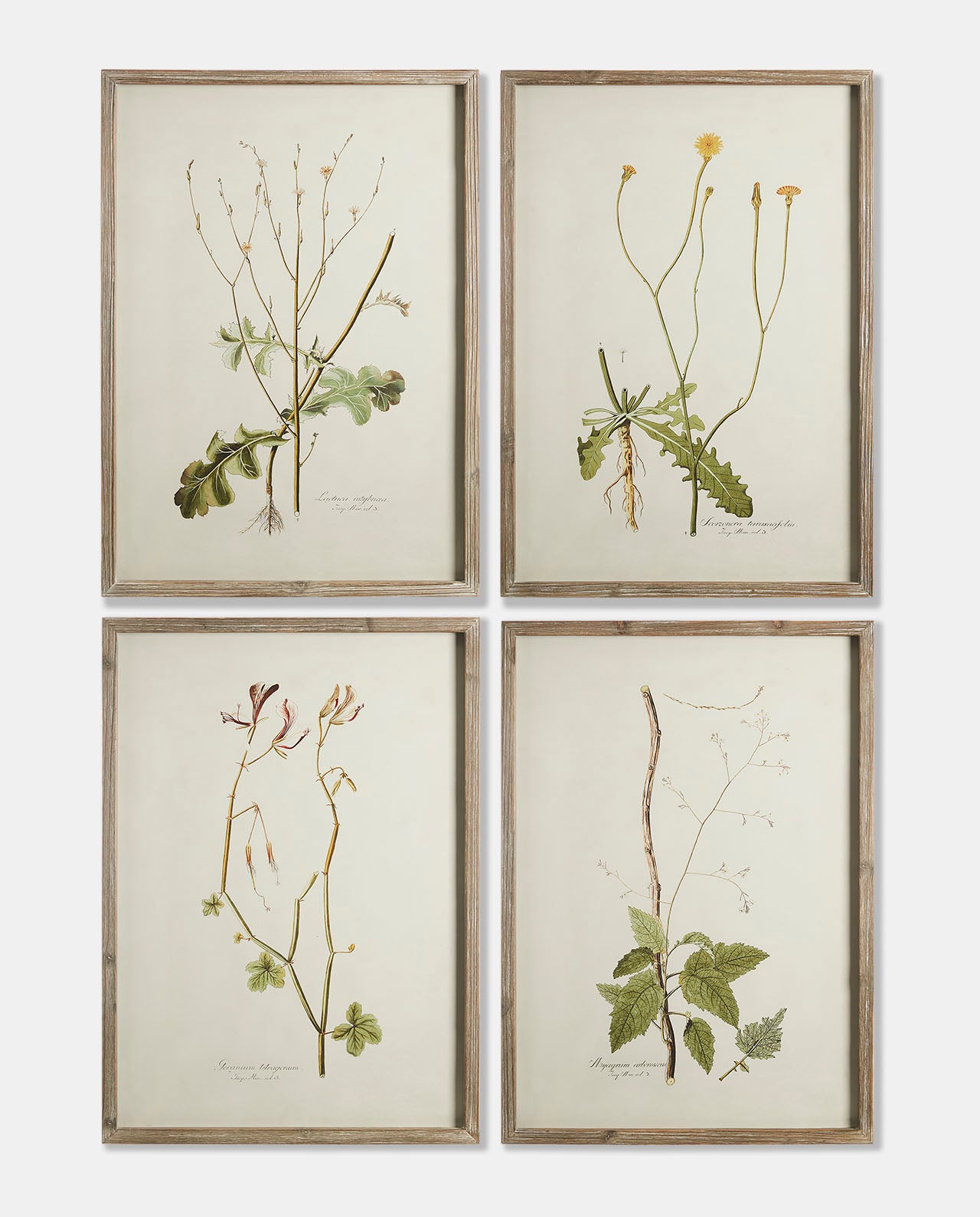 Framed Botanical Prints - Set of 4