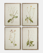Framed Botanical Prints - Set of 4