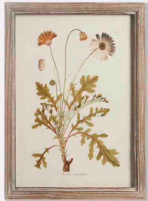 Dark Edged Framed Prints No7- Set of 4