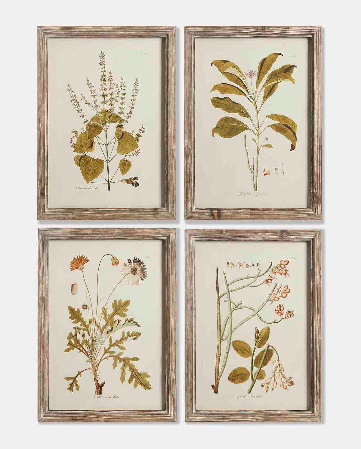 Dark Edged Framed Prints No7- Set of 4