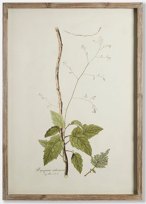 Framed Botanical Prints - Set of 4