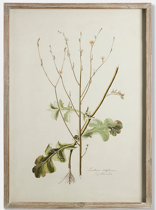 Framed Botanical Prints - Set of 4