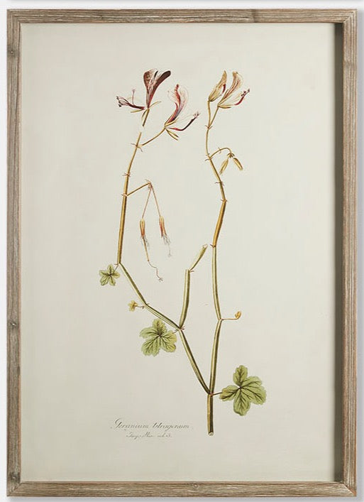 Framed Botanical Prints - Set of 4