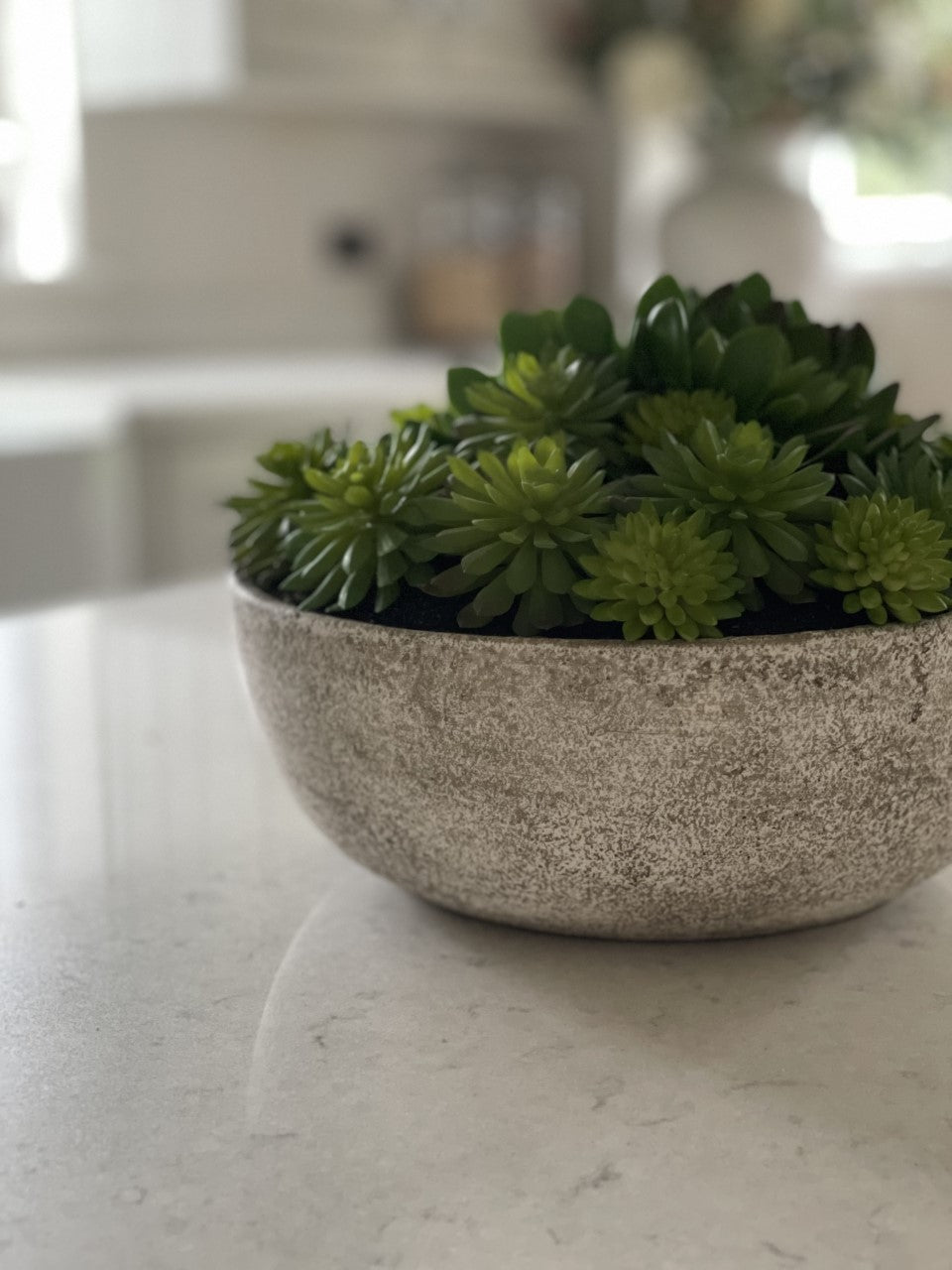 Mixed Echeveria Pot - Large