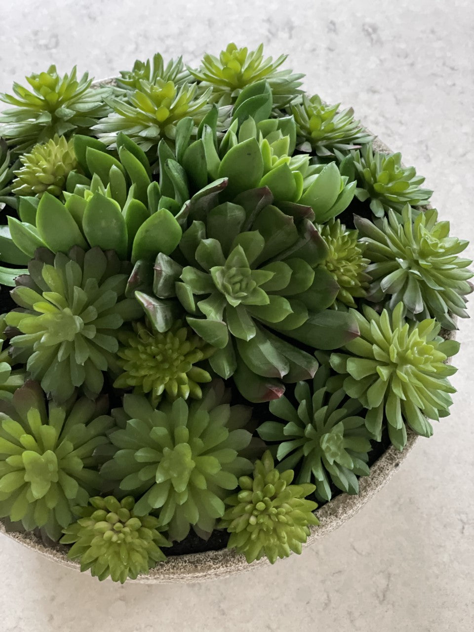 Mixed Echeveria Pot - Large